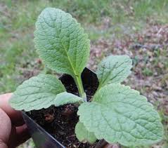 Image result for Digitalis purpurea