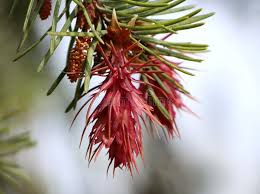Attēlu rezultāti vaicājumam “Pseudotsuga menziesii flower”