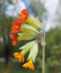 Attēlu rezultāti vaicājumam “Primula veris flower”