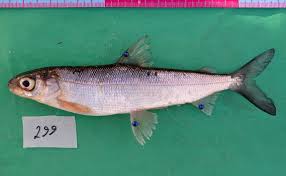 Image result for Coregonus lavaretus