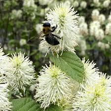 Attēlu rezultāti vaicājumam “Fothergilla major”