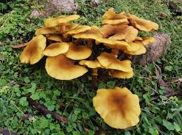 Attēlu rezultāti vaicājumam “Armillaria sp.”