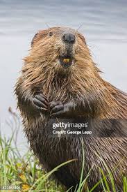 Image result for Castor fiber