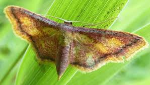 Attēlu rezultāti vaicājumam “Idaea muricata”