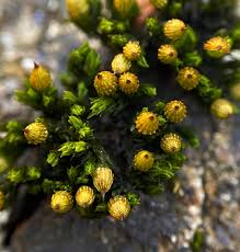 Attēlu rezultāti vaicājumam “Orthotrichum pumilum sporophyte”