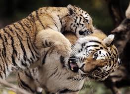 Afbeeldingsresultaat voor tijgers