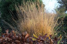 Attēlu rezultāti vaicājumam “Molinia caerulea fruit”