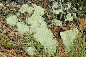 Attēlu rezultāti vaicājumam “Cladonia caespiticia”