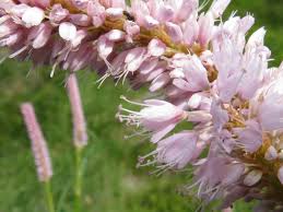 Attēlu rezultāti vaicājumam “Bistorta major”