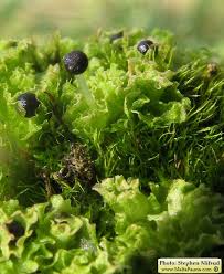 Attēlu rezultāti vaicājumam “Fossombronia wondraczekii sporophyte”