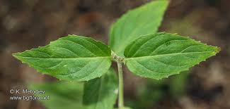 Attēlu rezultāti vaicājumam “Epilobium montanum”