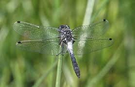 Attēlu rezultāti vaicājumam “Leucorrhinia”