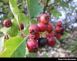 Attēlu rezultāti vaicājumam “Crataegus douglasii”