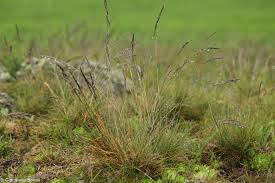 Attēlu rezultāti vaicājumam “Festuca ovina fruit”