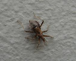 Attēlu rezultāti vaicājumam “Himacerus apterus”