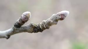 Attēlu rezultāti vaicājumam “Cerasus bud”