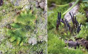 Attēlu rezultāti vaicājumam “Anthocerotopsida”