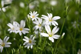 Attēlu rezultāti vaicājumam “Stellaria holostea flower”
