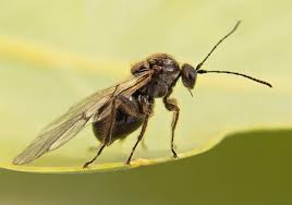 Attēlu rezultāti vaicājumam “Cynips quercusfolii”