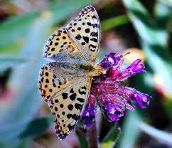 Attēlu rezultāti vaicājumam “Issoria lathonia”