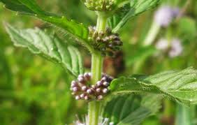 Attēlu rezultāti vaicājumam “Mentha arvensis bud”