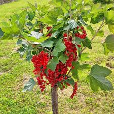Bildergebnis für rote johannisbeeren