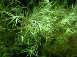 Attēlu rezultāti vaicājumam “Najas tenuissima”