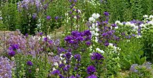 Image result for Campanula moesiaca