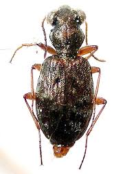 Attēlu rezultāti vaicājumam “Asaphidion pallipes”