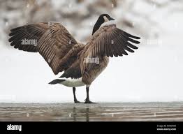Attēlu rezultāti vaicājumam “Branta canadensis adult”