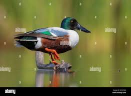 Attēlu rezultāti vaicājumam “Anas clypeata male”