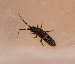 Attēlu rezultāti vaicājumam “Orchesella flavescens”