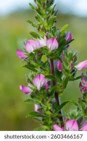 Attēlu rezultāti vaicājumam “Ononis arvensis”