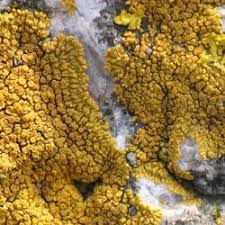 Attēlu rezultāti vaicājumam “Caloplaca scopularis”