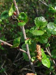 Attēlu rezultāti vaicājumam “Betula nana flower”