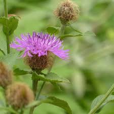 Image result for Centaurea pseudophrygia
