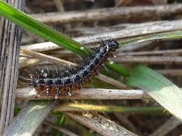 Attēlu rezultāti vaicājumam “Coscinia cribraria imago”