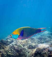 Image result for Scarus niger