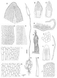 Attēlu rezultāti vaicājumam “Aloina rigida”