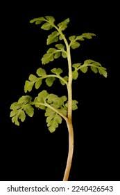 Attēlu rezultāti vaicājumam “Botrychium multifidum”