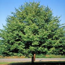 Attēlu rezultāti vaicājumam “Tilia cordata leaf”