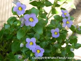 Image result for Exacum affine