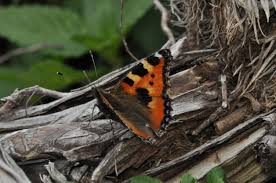 Attēlu rezultāti vaicājumam “Aglais urticae underside”