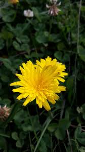 Attēlu rezultāti vaicājumam “Leontodon hispidus leaf”