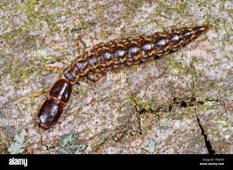 Attēlu rezultāti vaicājumam “Raphidia larva”