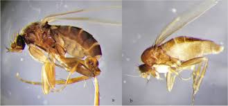 Attēlu rezultāti vaicājumam “Phoridae”