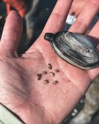 Attēlu rezultāti vaicājumam “Mya arenaria”