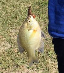 Image result for The Lancaster Fish