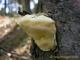 Attēlu rezultāti vaicājumam “Diplomitoporus flavescens”