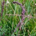 Attēlu rezultāti vaicājumam “Molinia caerulea fruit”